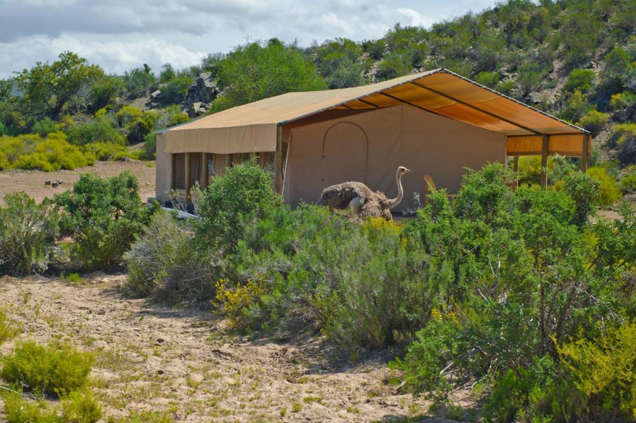 African Game Lodge Montagu Eksteriør billede
