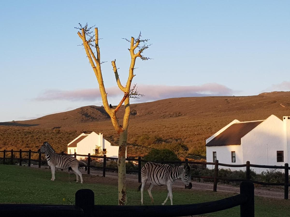 African Game Lodge Montagu Eksteriør billede