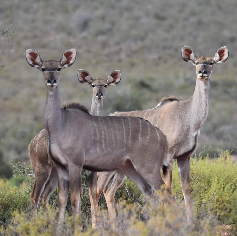 African Game Lodge Montagu Eksteriør billede