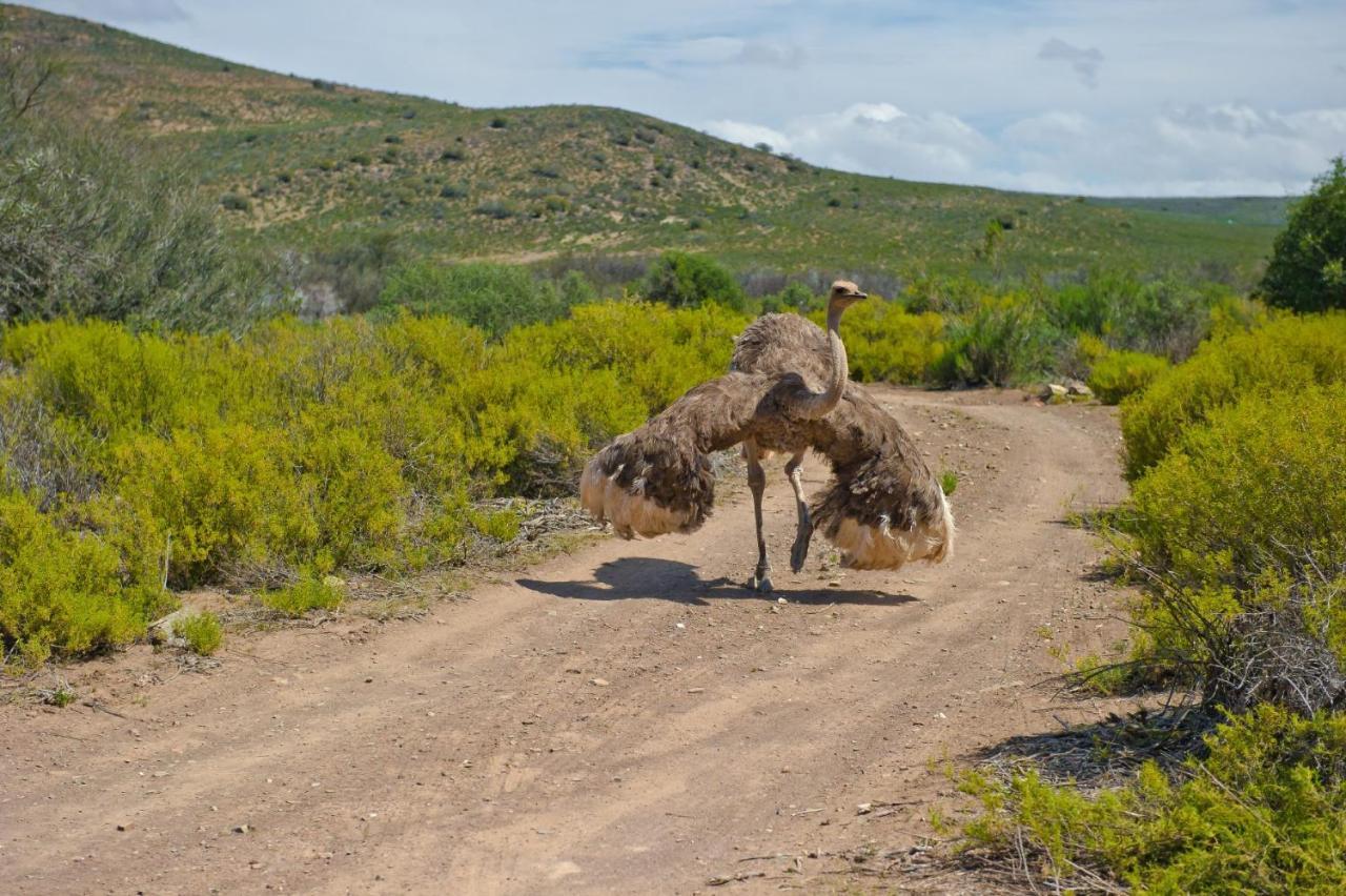 African Game Lodge Montagu Eksteriør billede
